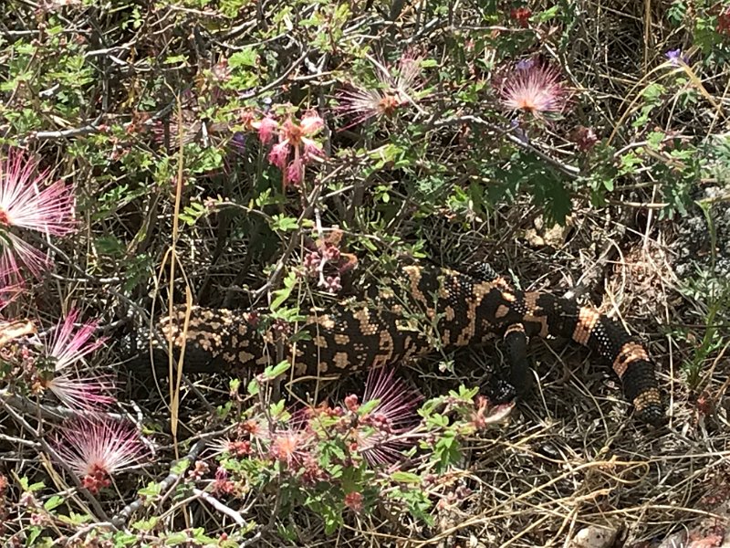 AR18-gila monster rare sighting (2)